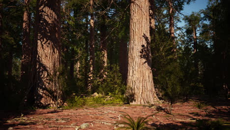 bosque de secuoyas gigantes del parque nacional de secuoyas en las montañas de california