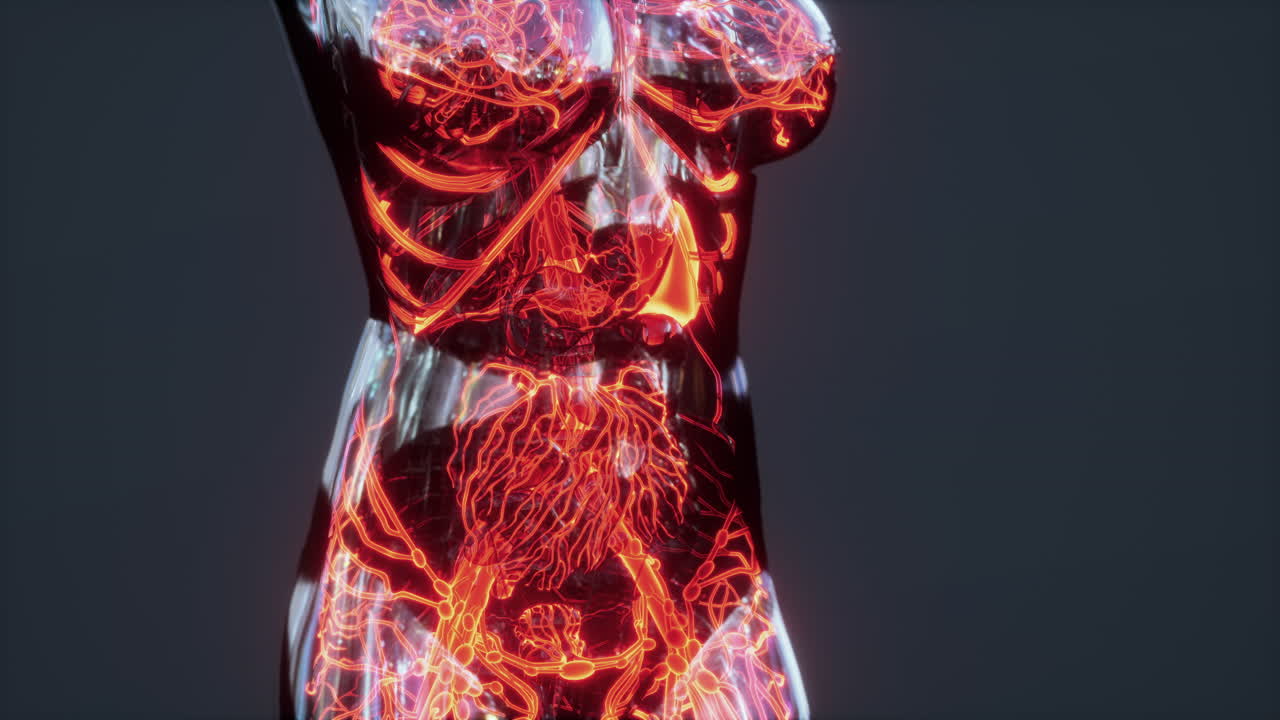 sistema circulatorio humano con anatomía del corazón y los vasos