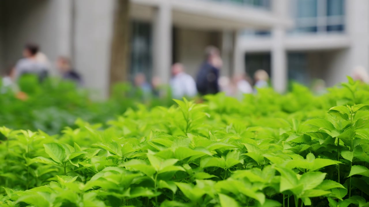 Green Leaves Foreground Blurred Crowd, Office Courtyard Scene With Fresh Plants In Sharp Focus, Blurred