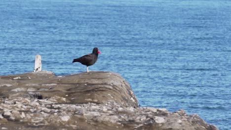 oystercatcher bird standing on the boardline of the rocky coastline, blue sea background