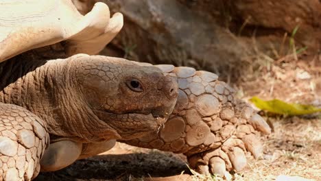 looking to the right winking its right eye, african spurred tortoise centrochelys sulcata, africa