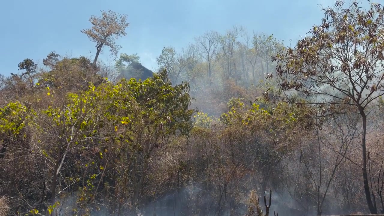 Il fumo si diffonde tra alberi e vegetazione carbonizzati dopo un incendio boschivo con le montagne sullo sfondo. 4K DCI 25fps