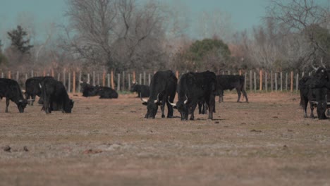 grazing herd of bulls in an open farm field in camargue, southern france