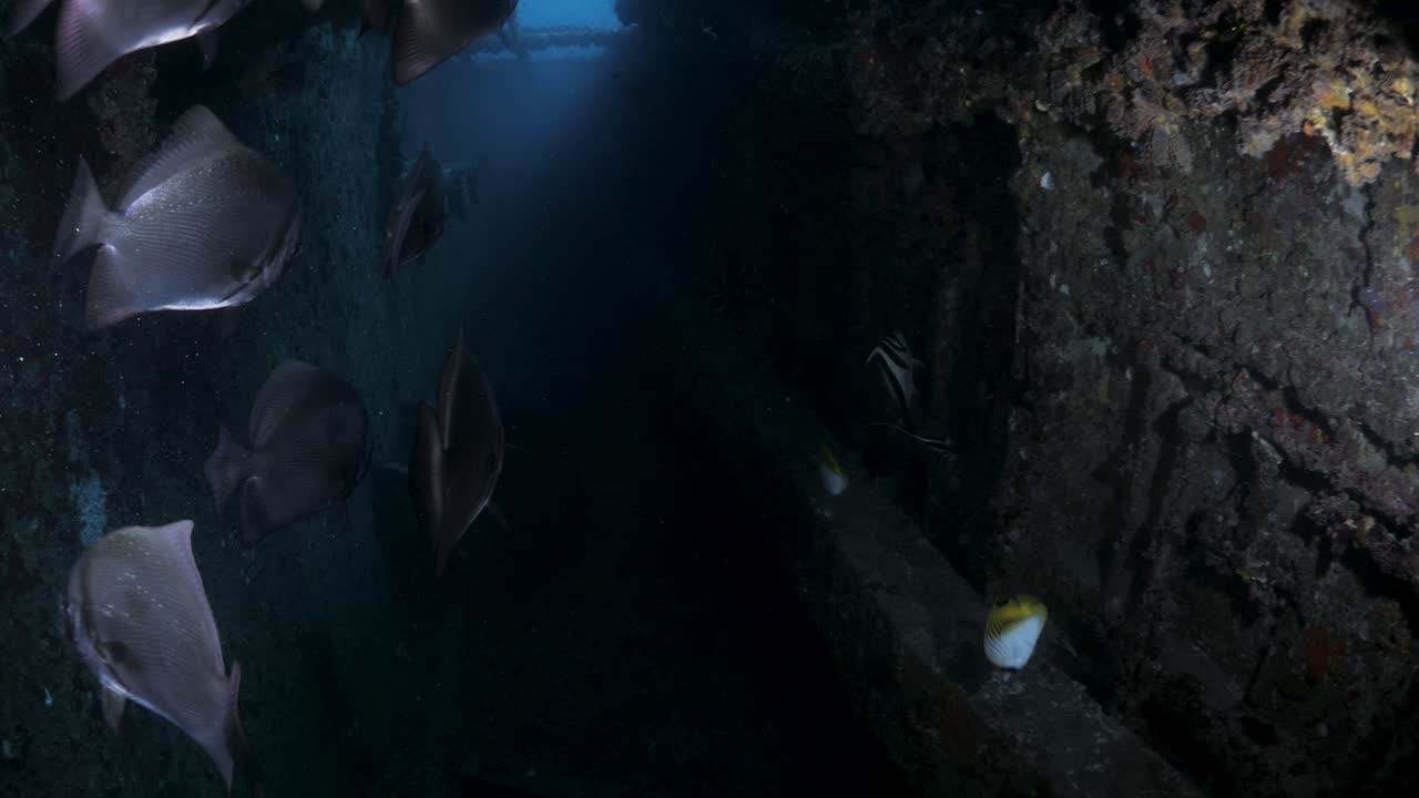 Unique scuba divers view swimming through the recently scuttled Navy boat the Ex-HMAS Tobruk artificial reef showing the sunlight penetrating through the side of the sunken ship