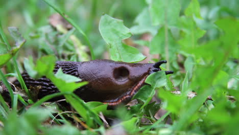 schwarze nacktschnecke mit rot gestreiften rockfransen probiert blätter und zieht dann weiter