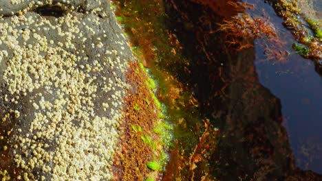 close up view, wet cliff covered in green moss and seaweed in sea