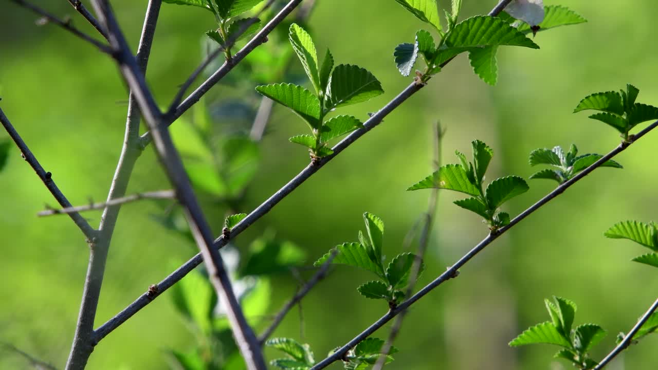 가벼운 바람에 흐릿한 배경에 콩나물의 근접 촬영
