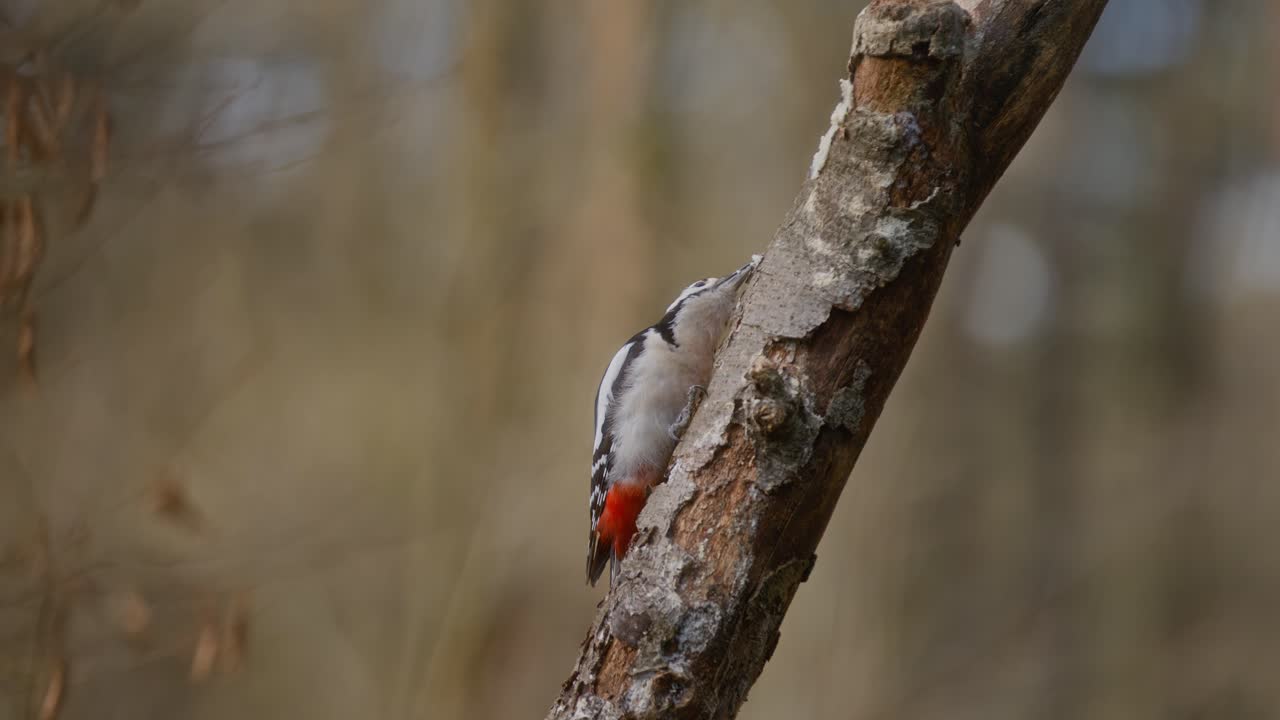 A woodpecker pecks on a tree in a forest in Clinge, Zeeland, Netherlands in slow motion