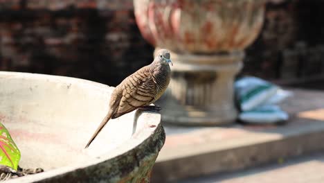 pájaro en la bañera en ayutthaya, tailandia