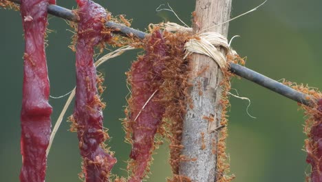 meat - red ants - food