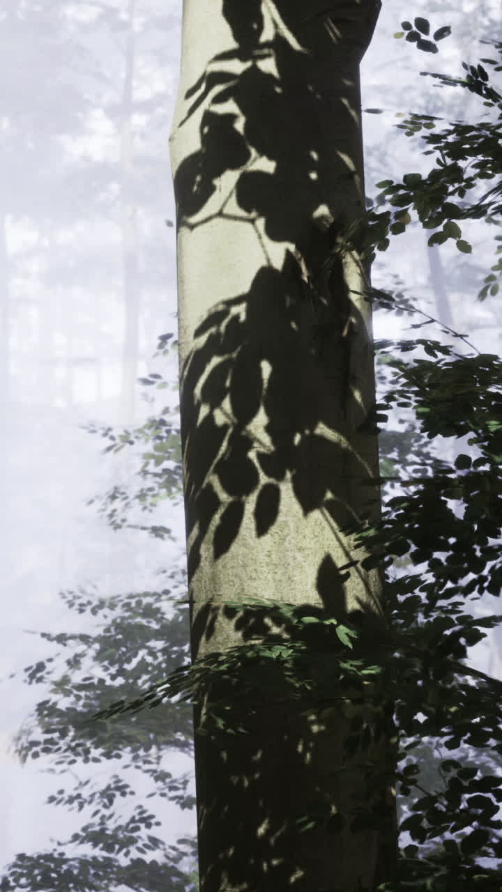 Foresta nebbiosa con alberi imponenti e ombre tenui in una luce soffusa