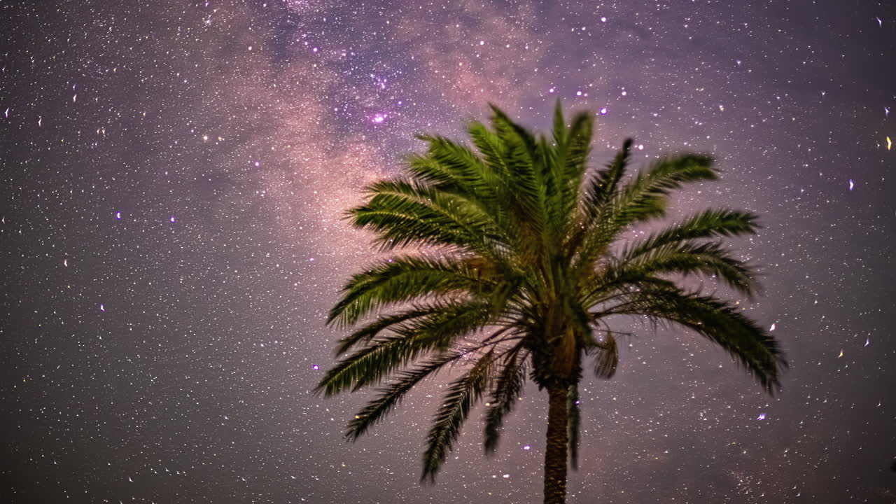 밤에 종려나무의 배경에 별의 밤의 움직임의 타임  ⁇ 스  ⁇