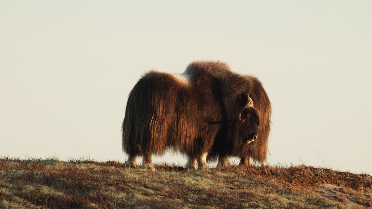 Wide shot, static, two calm musk oxen bulls relax in Dovrefjell sunset glow