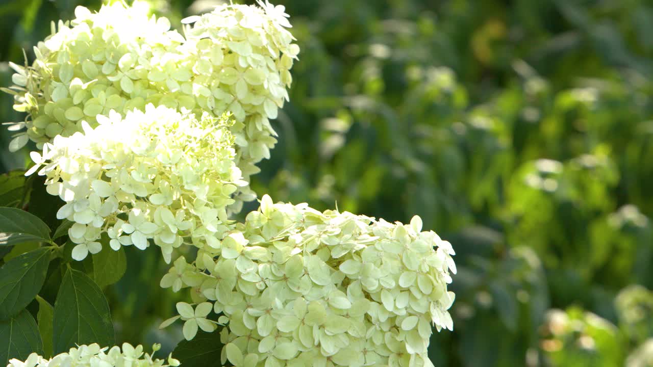 White hydrangea flowers gently move in sunlight, shallow depth of field, outdoor garden setting