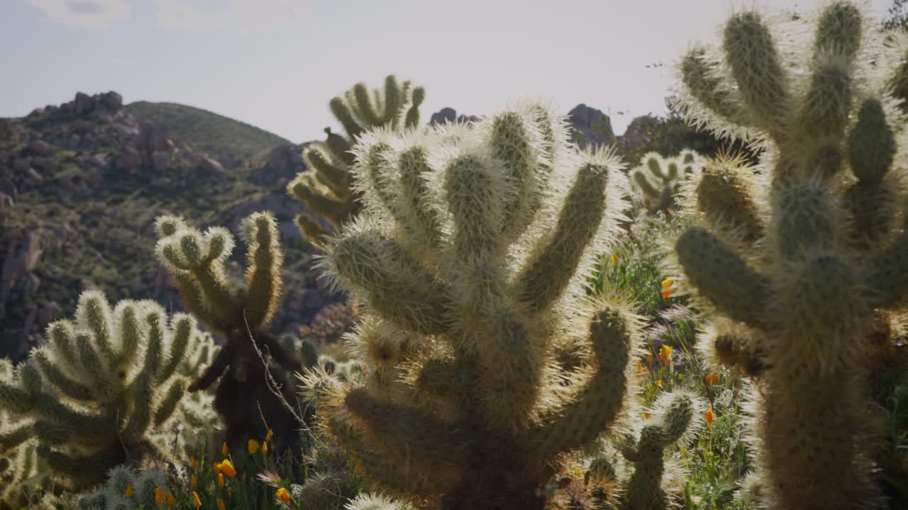 osos de peluche cholla cactus y california amapola flores silvestres floreciendo en la primavera de un paisaje rocoso del desierto