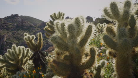 Teddy-bear-cholla-cacti-and-California-poppy-wildflowers-blooming-in-the-spring-of-a-rocky-desert-landscape