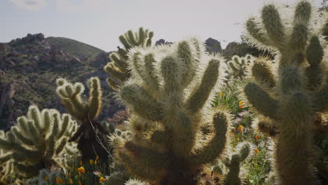 teddy bear cholla cacti and california poppy wildflowers blooming in the spring of a rocky desert landscape