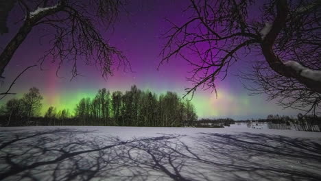 dancing northern lights at the horizon over a dense forest till sunrise