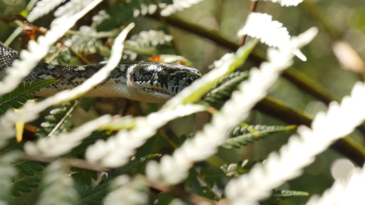 Closeup of snake pit organs, eyes and mouth hunting - Diamond Python