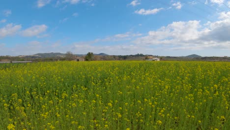 Schöne-Szene-Des-Gelben-Rapsfeldes-In-Der-Blüte-An-Einem-Sonnigen-Tag