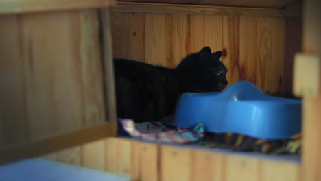 cat resting inside a wooden cattery in an animal shelter