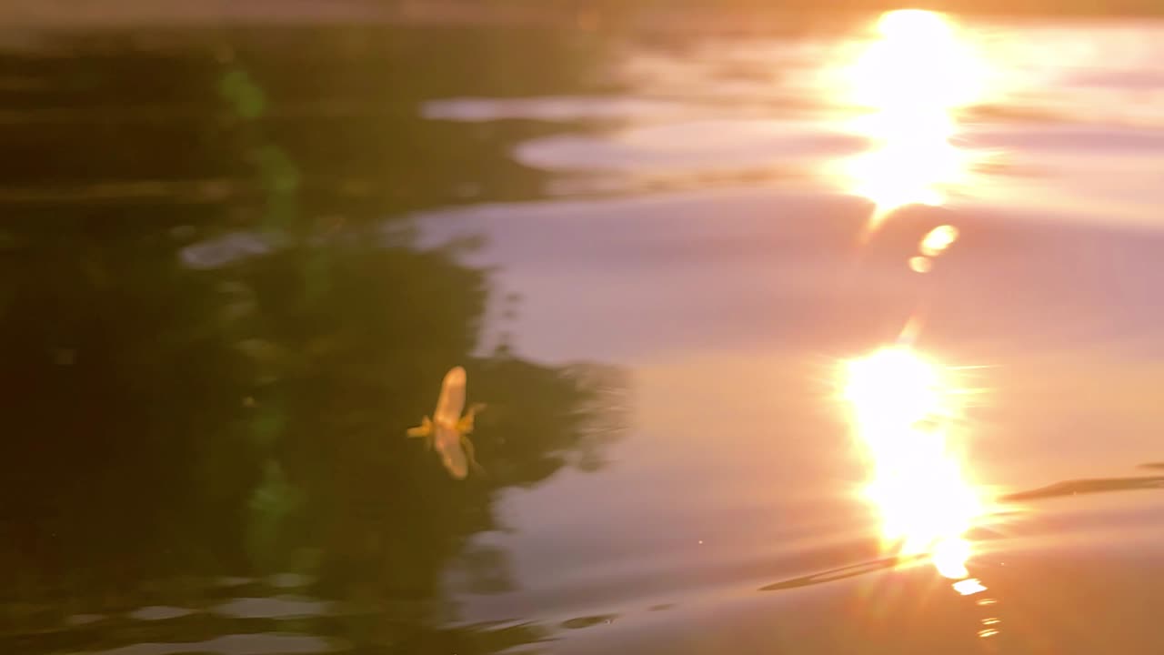 майская муха плывет вниз по реке во время захода солнца