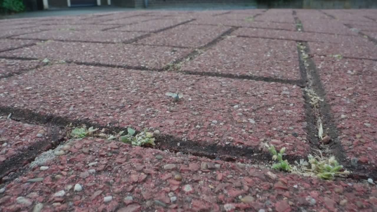 Ants crawl in line across red pavement bricks in macro slow motion, foraging behavior
