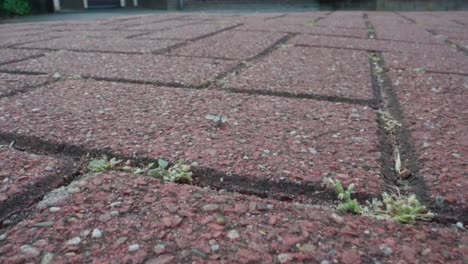 ants crawl in line across red pavement bricks in macro slow motion, foraging behavior