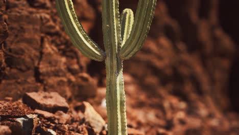 cactus en el desierto de arizona cerca de piedras de roca roja