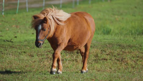 adorable chestnut-colored pony walks on a green meadow