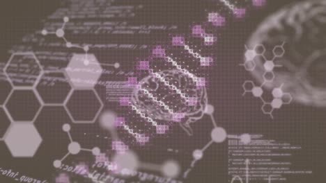 Animation-of-scientific-data-processing-over-dna-strand-spinning-and-human-brains