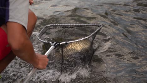 Pescador-Capturando-Carpa-Común-En-Red-De-Pesca.