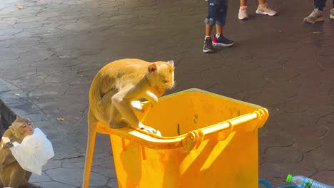 monkeys explore trash bin for food items