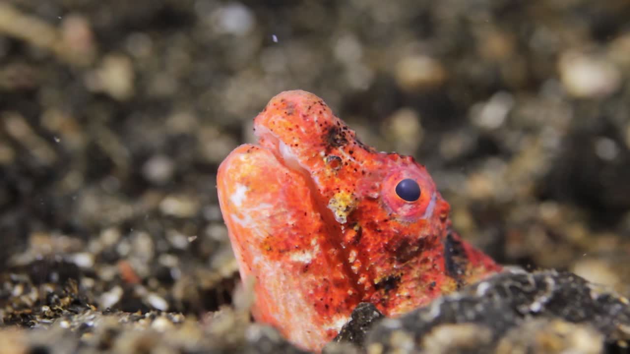 인도네시아의 야간 다이빙에서 선사 시대의 붉은 파충류 뱀장어가 검은 모래 암초에서 머리를 내밀고 있습니다.