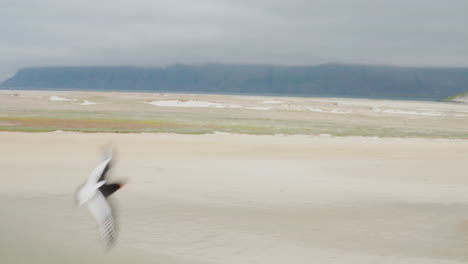 Aerial-shot-dolly-right-over-Icelandic-Westfjords-beach-with-waves-and-sea-bird