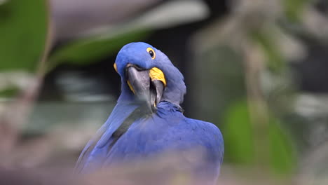 a beautiful blue feathered hyacinth macaw grooming his feathers with his beak - slow motion