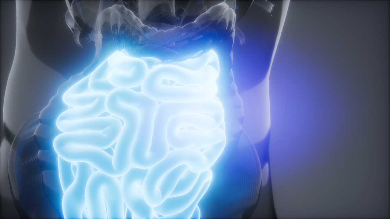 examen de radiología del intestino delgado humano