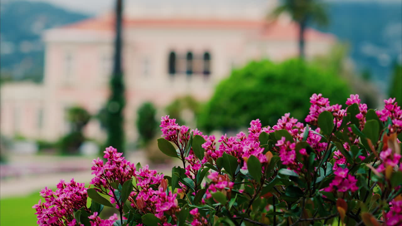 Close up of a bush of small pink flowers in the courtyard of Villa Ephrussi de Rothschild with a blurred view on the background