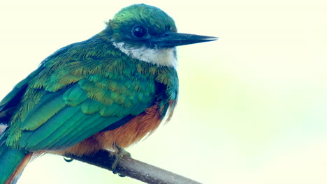 primer plano activo exótico jacamar de cola rufosa en la selva tropical en busca de alimento-2