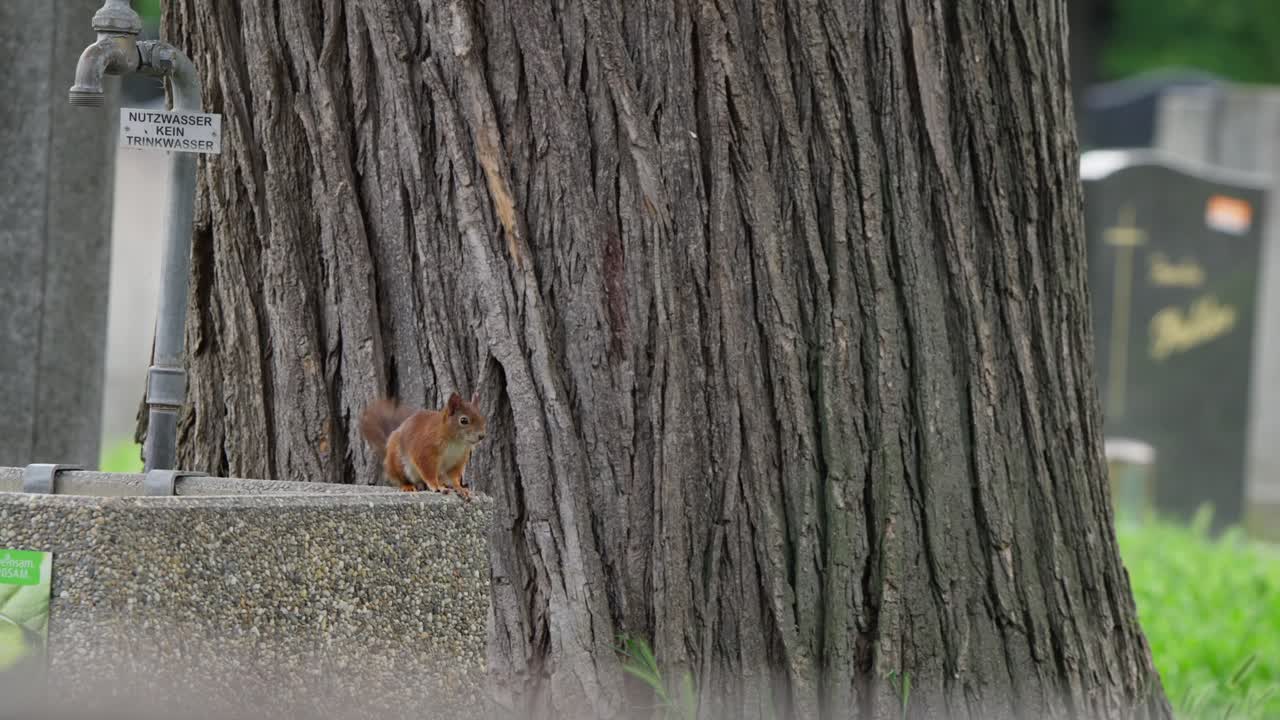Uno scoiattolo rosso viene visto mentre cerca cibo attorno a un grande albero al Zentralfriedhof di Vienna. La fotocamera cattura primi piani dello scoiattolo che esplora e del suo ambiente circostante.