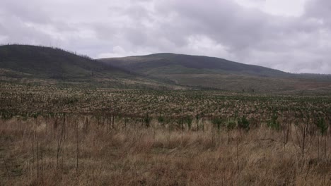plantación de pinos en la zona regional de nueva gales del sur