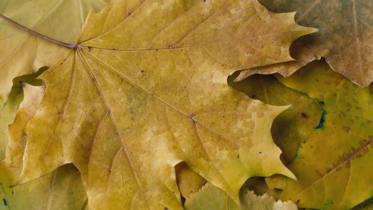 las hojas amarillas se van volando 1
