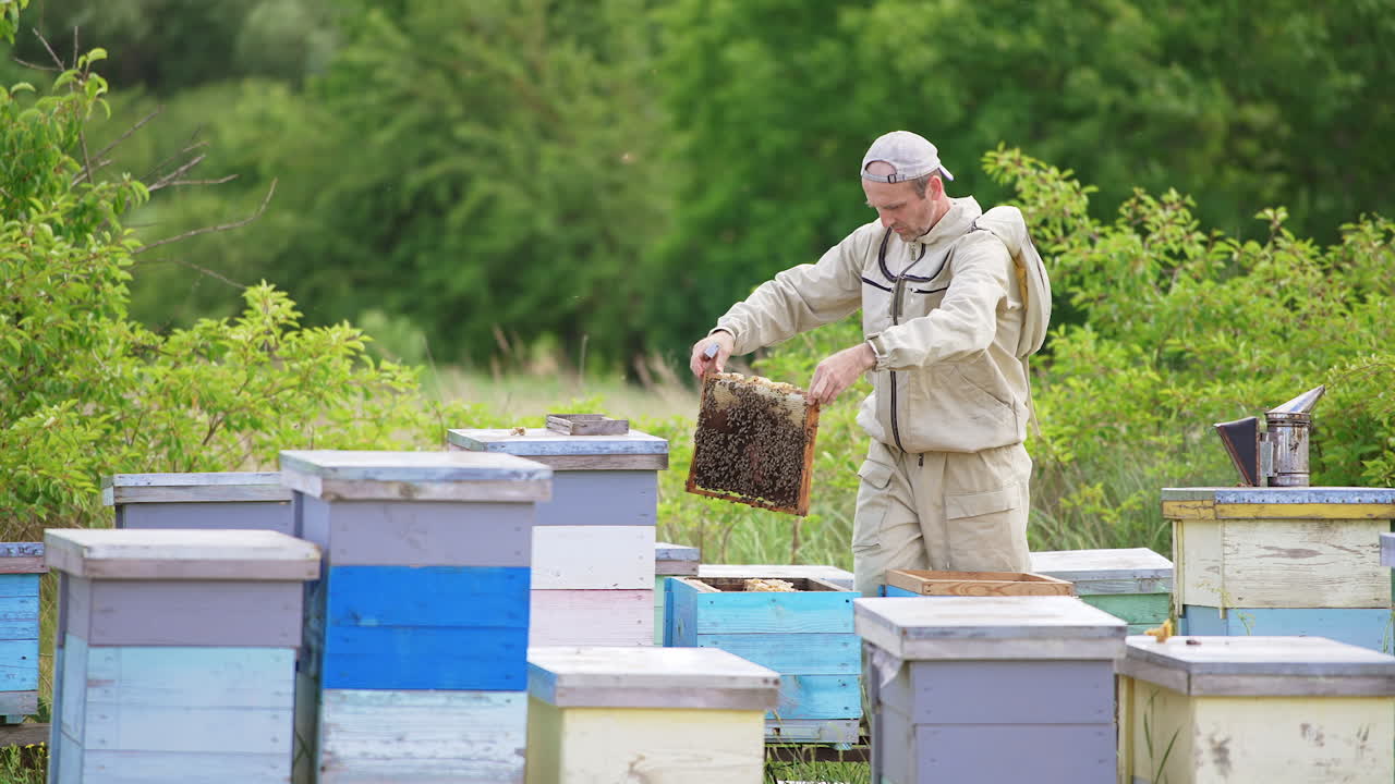 Beekeeper in protective clothes but in usual cap on his head working at apiary. Man examines heavy full frames coated with bees. Blurred backdrop.