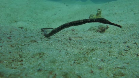 bent stick pipefish sways slowly in the current in the shallow waters around a coral reef in thailand