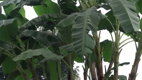 banana plant leaves moving in the wind