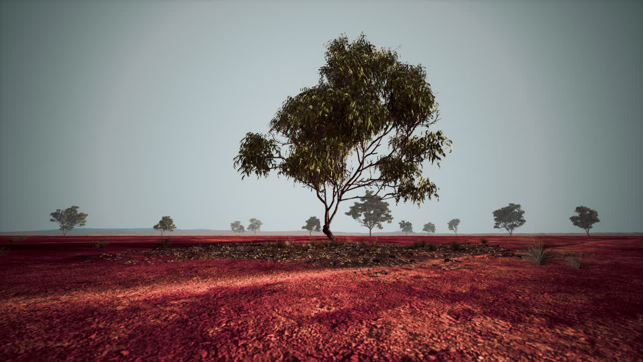 dry african savannah with trees