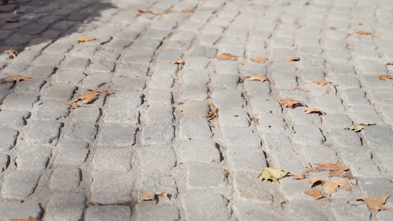 Dry ivy tree leaves blow in cold winter wind on cobble stone street sidewalk. City during autumn or fall as brown leaves fall from trees and cold weather wind blow them towards camera during daytime