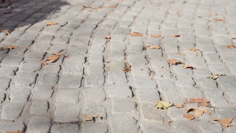 dry ivy tree leaves blow in cold winter wind on cobble stone street sidewalk. city during autumn or fall as brown leaves fall from trees and cold weather wind blow them towards camera during daytime