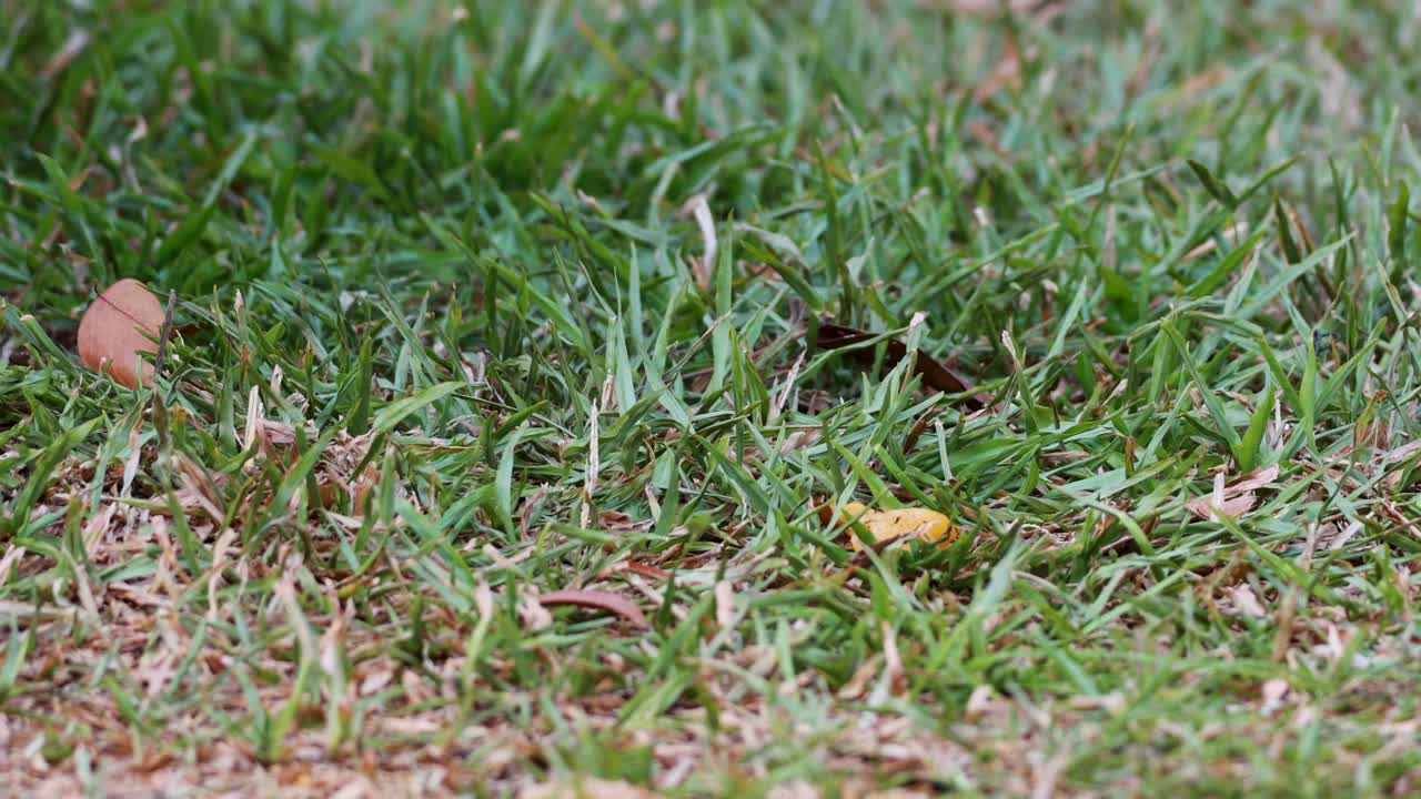 동양 마기 로빈 새 가 풀 에서 날아오고 있다