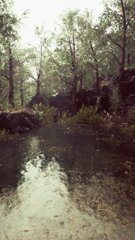 misty forest pond scene